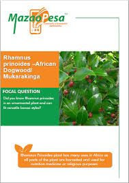 Image result for Rhamnus prinoides