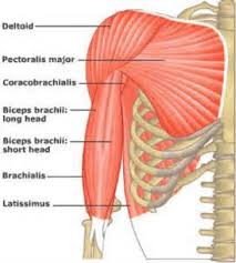 The third major muscle in the front of the arm is the coracobrachialis. Elbow Anatomy Pictures Bones Muscles Nerves