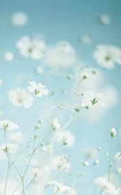 Summer Folds Her Miracle As Women Do Their Gown Emily Dickinson Flowers Photography Flower Wallpaper Beautiful Flowers