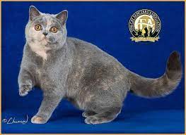 The small ears are british shorthair cats can have a number of different eye colours. Photos Of The Top British Shorthairs For The Show Season 2014 2015 British Shorthair British Shorthair Cats Cats