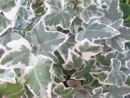 English Ivy Plant Profile English Ivy Plant Ivy Plants English Ivy