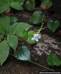 Image result for Asystasia sp. (Biegel 5184)