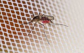 Protect pest control is yet another company providing the best pest control in singapore for residential and commercial spaces. Home Pest Control In Kansas City Mo Augustine Exterminators