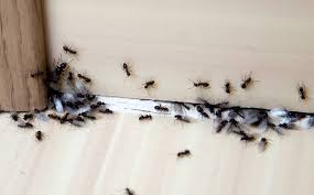 Ecological overshoot occurs when a population's demand on an ecosystem exceeds the biocapacity of that ecosystem to regenerate the resources that. Why Do The Cockroaches Keep Coming Back All You Need To Know About Pest Control In The Uae Living Housing Gulf News