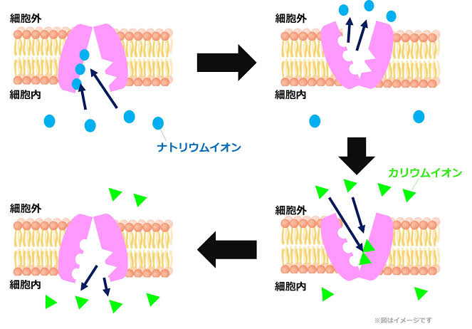 神経の電気信号を支えるイオン交換の仕組み（AI 生成）
