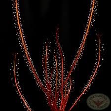 Image result for Rotala filiformis