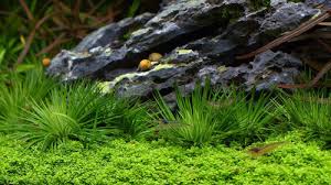 Image result for Eriocaulon schimperi