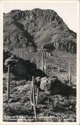 I'm a long time collector, and this blog is 7 years old. Cactus Desert Plants Vintage Postcards Images