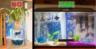 As plants for betta fish tanks, banana plants are undemanding and easy to care for. A Betta In A Vase Is Not A Green Craft Here S The Safe Option Crafting A Green World