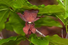 Image result for Monodora