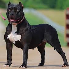 Cali Is Coming Back Into Heat And Looking As Fine As Ever Tag Who You Think We Should Breed Her To Photo And Video Instagram Photo Photo