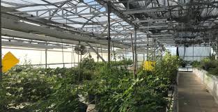 Pest management programs should be designed to meet a specific production objective. Using Ai To Maximize Yield And Efficiency Greenhouse Product News