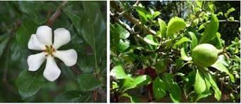 Image result for Catunaregam