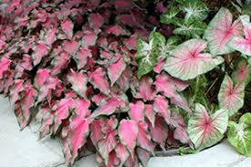 Most caladiums are at home in the shade or partial shade, but some varieties are more sun tolerant (see caladium catalog page) and can be. Caladiums University Of Florida Institute Of Food And Agricultural Sciences