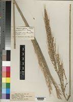 Image result for Oryza barthii