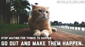 Boss Cat Quotes Cat Quotes Cat Scottish Fold Cats