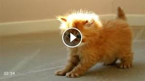 Funny Videos 2014 8211 Funny Cats Video 8211 Funny Cat Videos Ever 8211 Funny Animals Funny Fails 2014 Fluffy Kittens Cuddly Animals Kittens Cutest