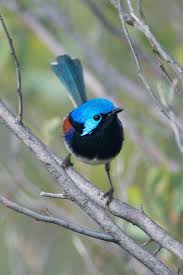 Colorful Bird With Big Feathers It S So Tiny And Colorful Bird Pet Birds Pretty Birds