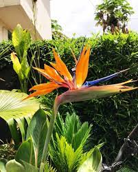 Bird Of Paradise Birds Of Paradise Paradise Floral