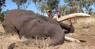 Elephant hunting trips - BookYourHunt.com