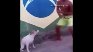 Brazilian Dancing Dog Dance Till You Re Dead Youtube