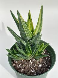 Image result for Aloe veseyi