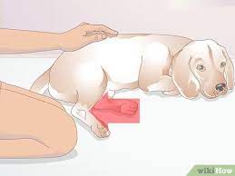 If your doggie is small, put him in a cardboard box or a transport crate adapted to his size. 4 Ways To Treat Broken Bones In Dogs Wikihow