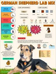 German Shepherd Lab Mix A Complete Guide Before Buying A Sheprador Petmoo