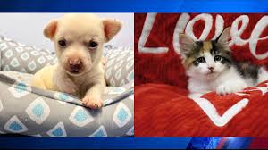 Our private dog training courses focus on your dog's precise needs. Animal Shelters Across Southwest Central Virginia Offering Adoption Specials Due To Full Kennels Wfxrtv