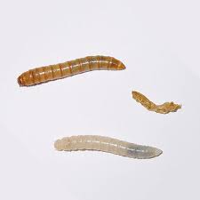 «wenn es in der nachbarwohnung wahrnehmbar ist, ist schluss». Mehlkafer Bekampfen Ace Zydek