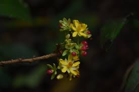 Image result for Campylospermum