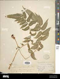 Image result for Nidorella auriculata