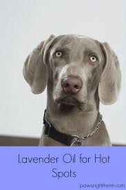 Lavender Oil For Hot Spots How I Treated My Dog S Raw And Irritated Skin With A Lavender Essential Oil Reci Dog Hot Spots Dog Hot Spots Remedy Weimaraner Dogs
