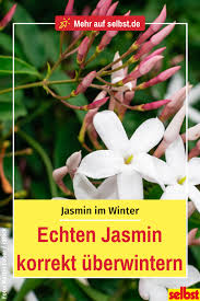 Jasmin Uberwintern Selbst De Jasmin Pflanze Winterjasmin Haus Und Garten