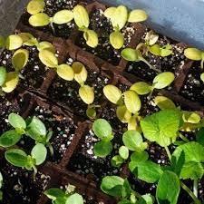We did not find results for: Seedling Leaves Turned Yellow Fixing Yellowing Seedling Plants