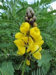 Image result for Senna didymobotrya
