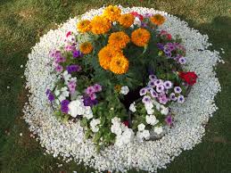 Image result for ooty botanical garden flower show 2015