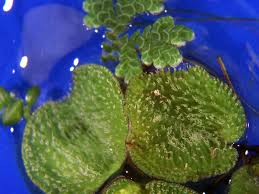 Image result for Salviniaceae