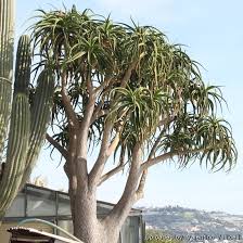 Image result for Aloe ballii