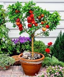 A dwarf fruit tree needs sunlight and almost no growing room. The Best Dwarf Fruit Trees To Grow In Pots Fruit Gardening Fruit Trees In Containers Dwarf Fruit Trees Fruit Garden