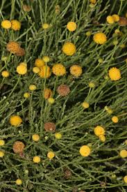 Image result for Pentzia