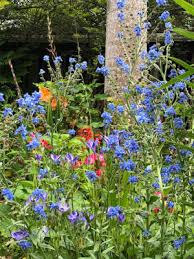 Image result for Cynoglossum coeruleum