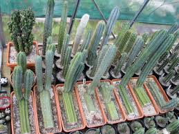 When we had a a few days of rain recently a couple arms fell off. How To Help A Fallen Over Cactus Quora