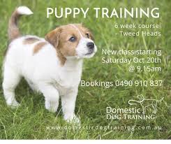 But until she got to 16 weeks still with traing pads poo's on the floor. New 6 Week Puppy Course Starting Domestic Dog Training Facebook