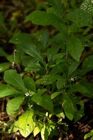 Image result for Neuracanthus africanus