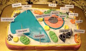 Use it for any kinds of science coursework or group discussions. Pin By Salem M On 3d Cell Model Science Project Cell Model Project Plant Cell Project Plant Cell