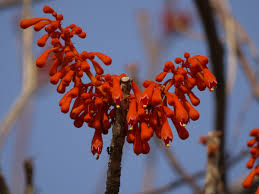 Image result for Firmiana