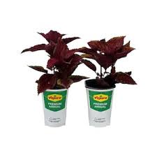 Image result for Coleus shirensis