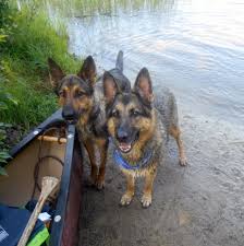 German shepherd falls in love with kitten. German Shepherds Lily And Sierra Hanging Out At Camp In Maine Camping In Maine German Shepherd Shepherd Dog