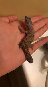 Check spelling or type a new query. What Morph Is My Leopard Gecko Leopardgecko